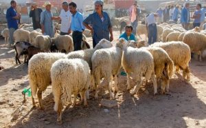 Marché aux bestiaux à El Faidh (Sidi Bouzid)
