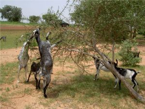 Chèvres mossi, Burkina Faso