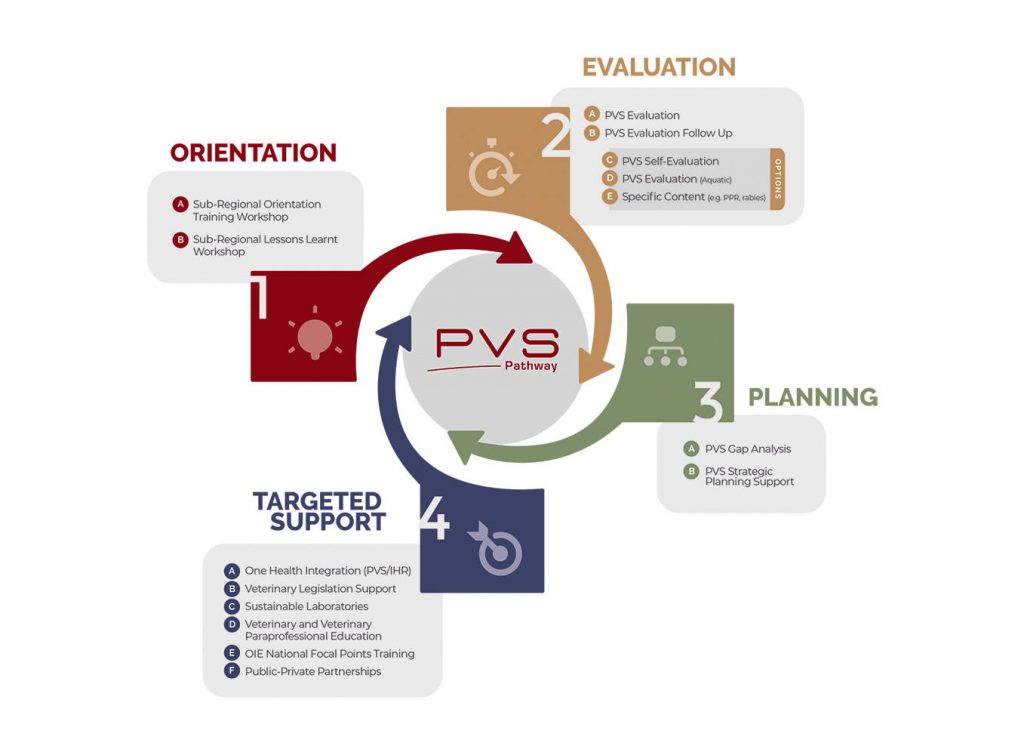 PVS diagram
