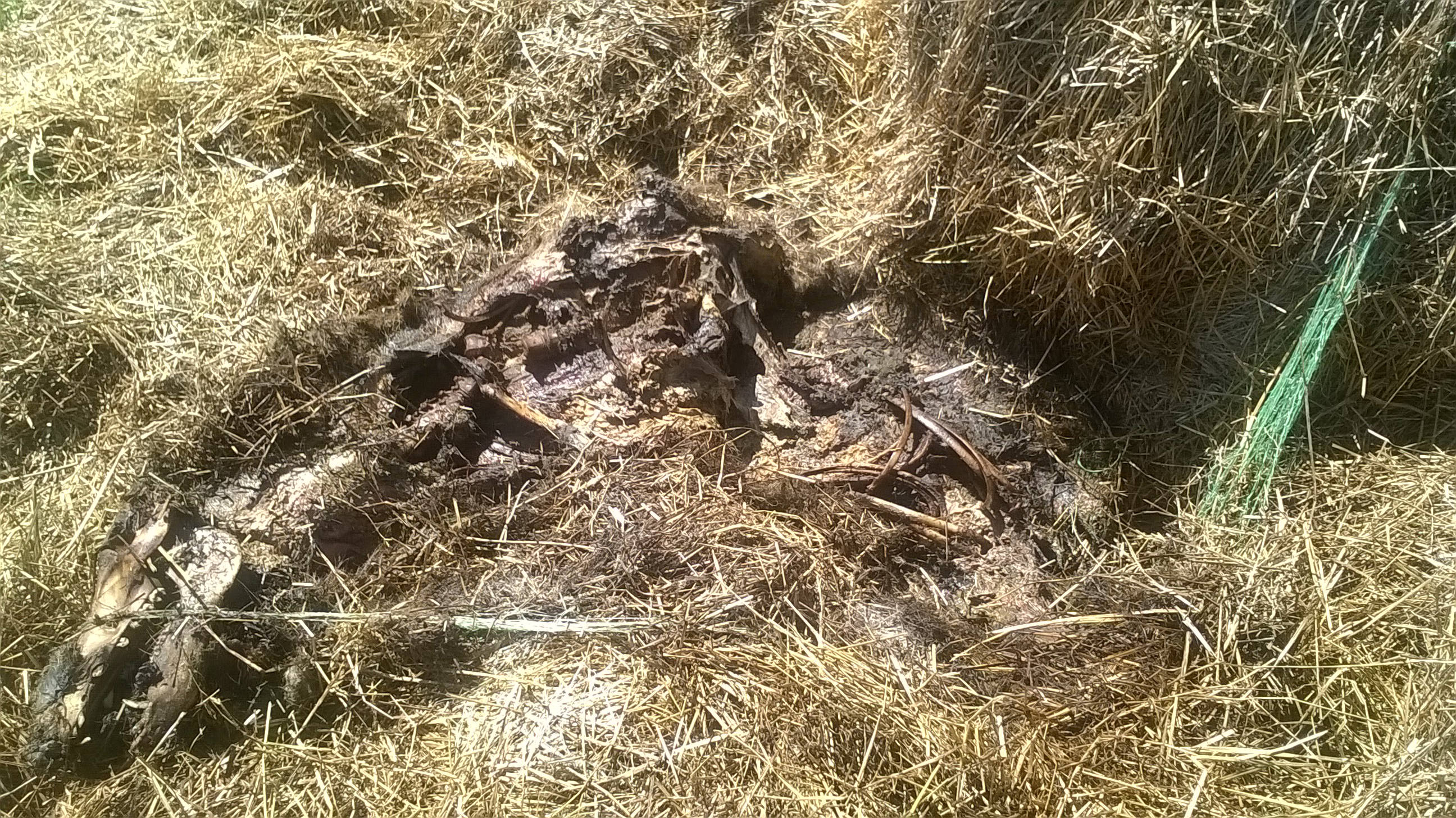 Fig. 2. Carcass in straw
