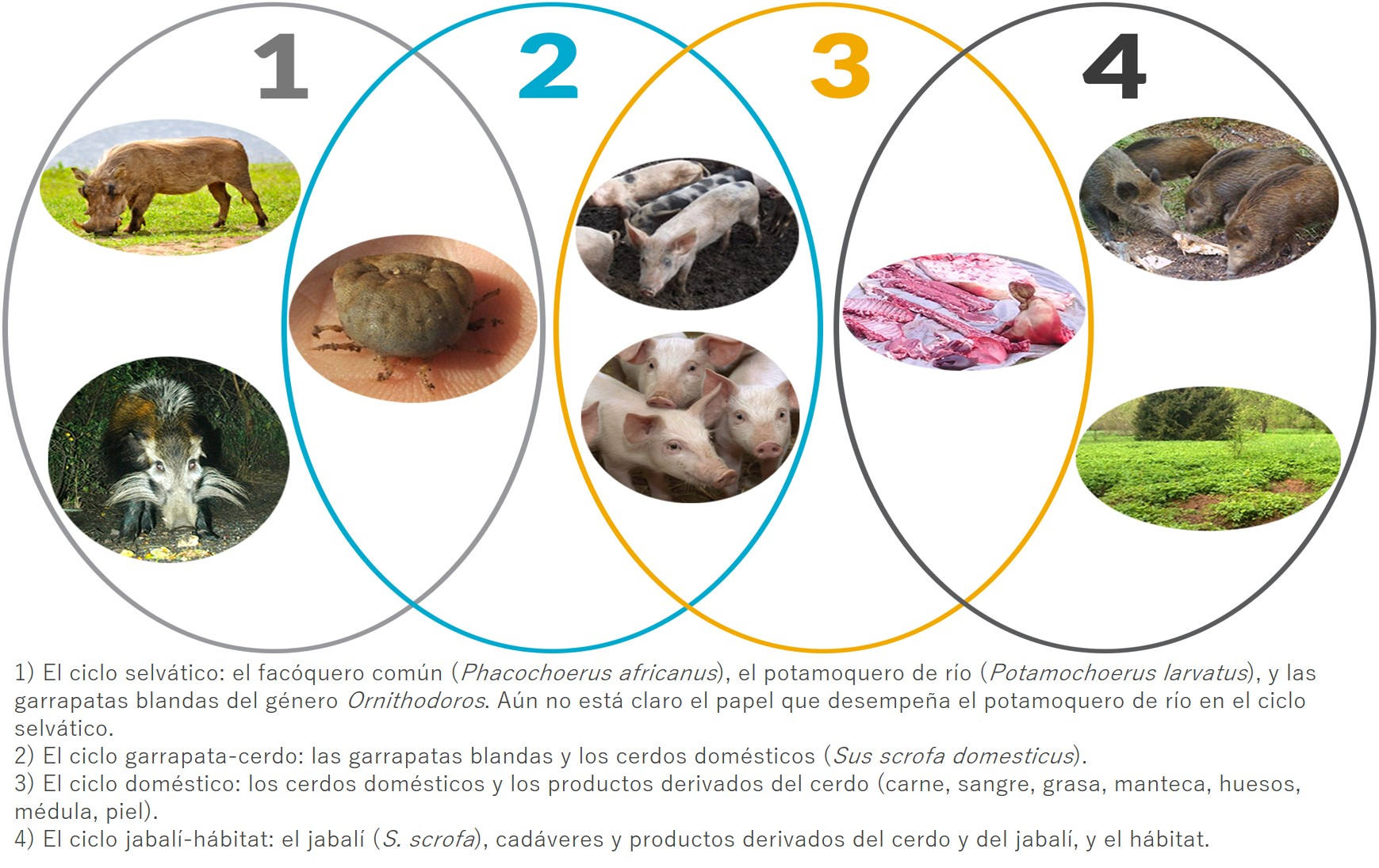 Fig. 1. Los cuatro ciclos de transmisión de la peste porcina africana