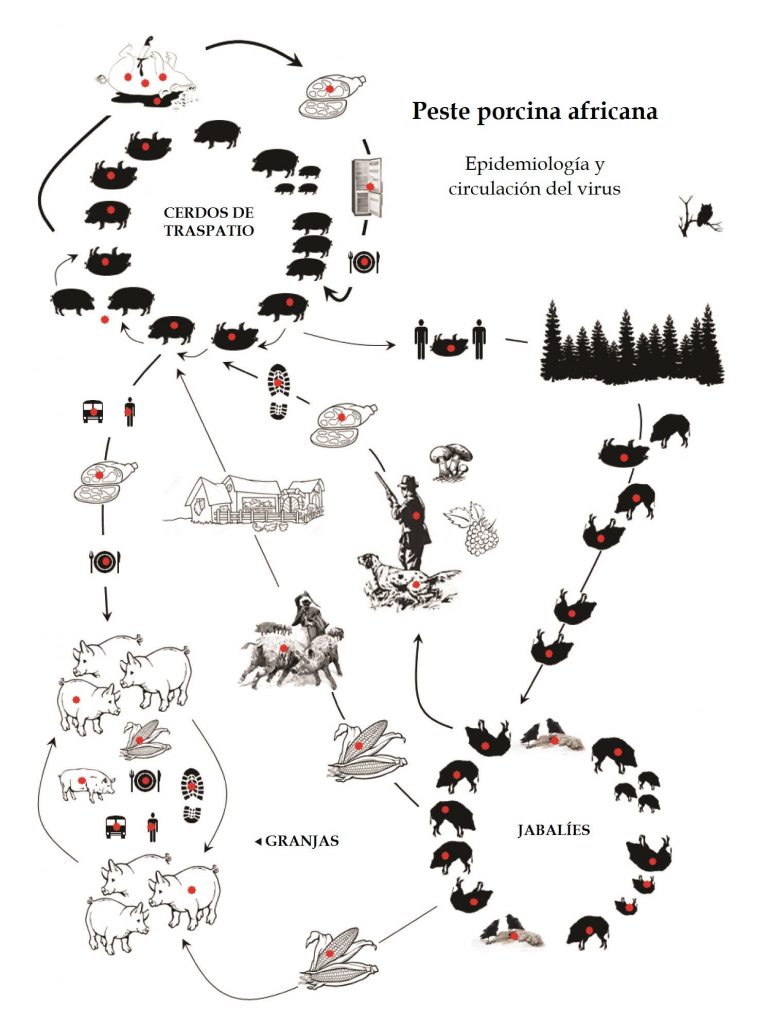 Fig. 1. La complexidad ecológica de la peste porcina africana