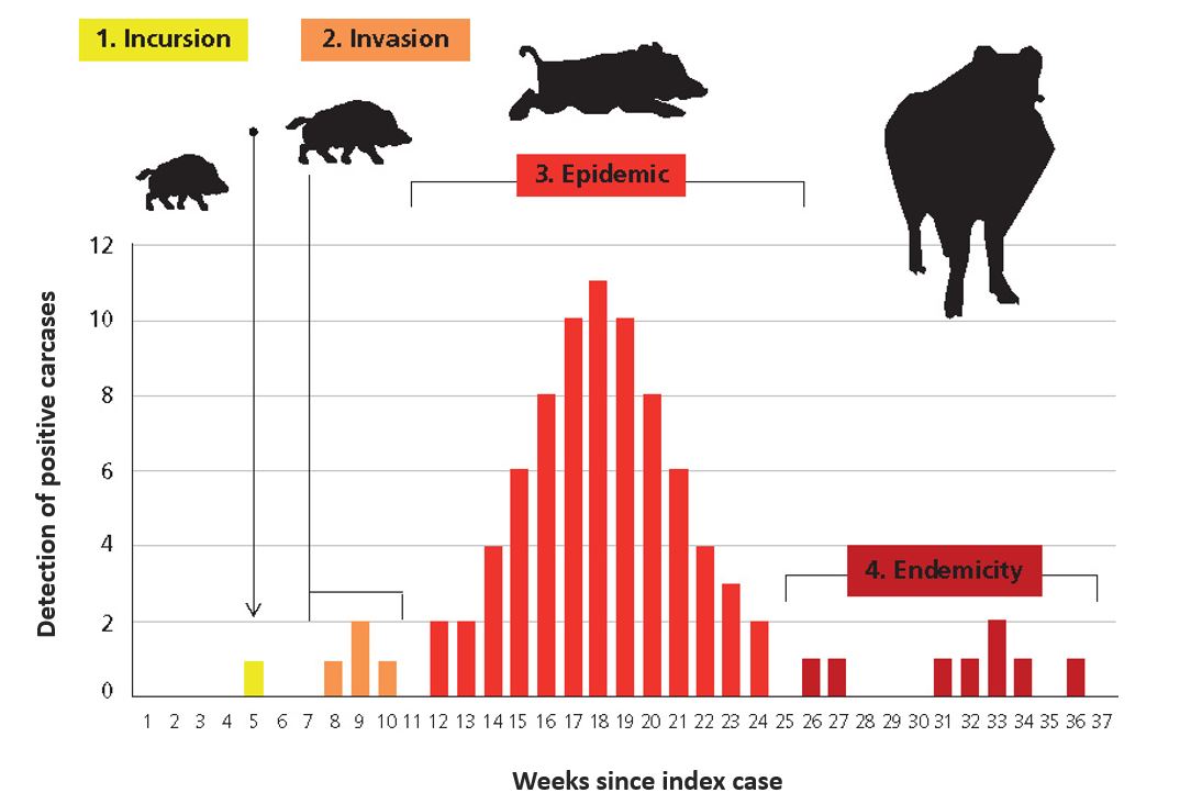 Fig. 2 The different phases of ASF infection in wild pig populations