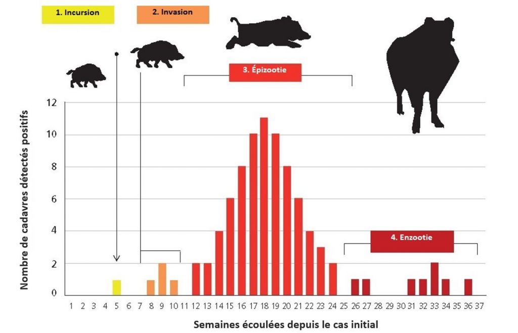 Fig. 2 Les différentes phases de l'infection PPA dans la faune sauvage