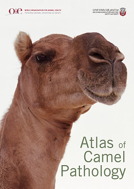 atlas of camel pathology