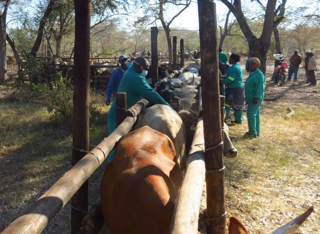 Ring vaccination against FMD